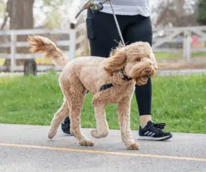 dog walking