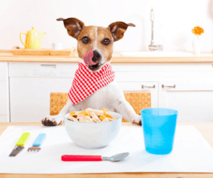 how to start a dog treat business at home
