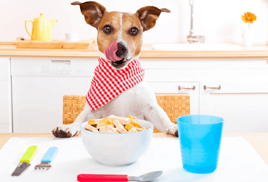 How to Start a Dog Treat Business at Home One Fine Wallet