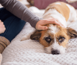 teen pet sitting jobs for 12 year olds.